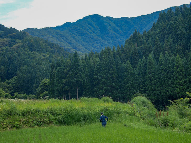琵琶近江のお米ができるまで～　自然栽培米の草刈り（除草）～