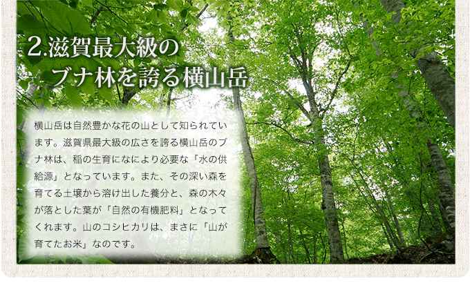 滋賀最大級のブナ林を誇る横山岳