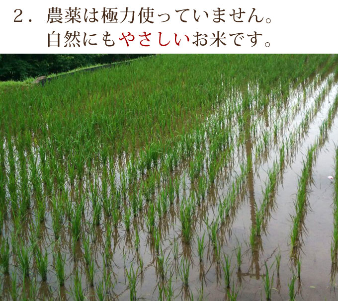 農薬は極力使っていません