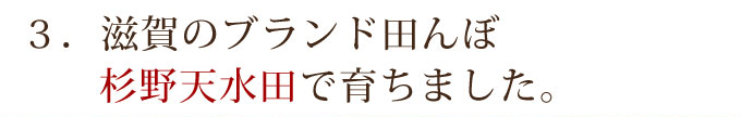 杉野天水田で育ちました