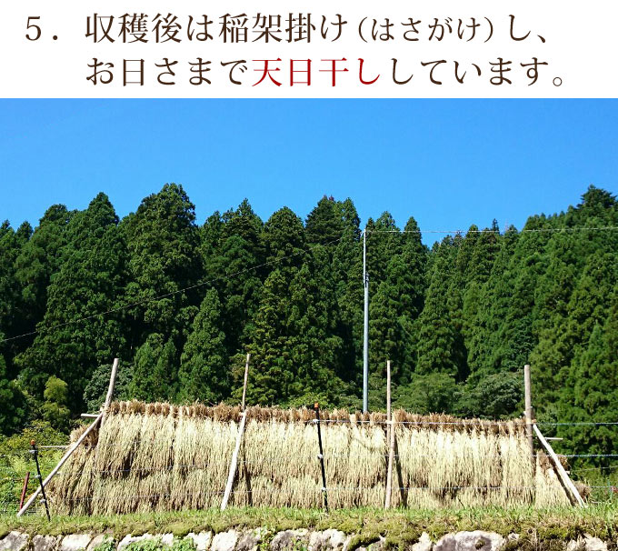 天日干ししています