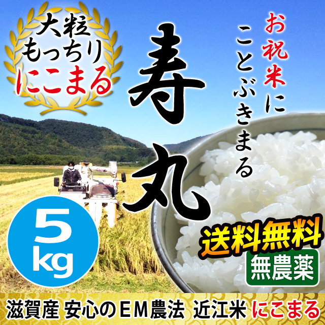 新米 令和五年産 無農薬 近江米コシヒカリ オリーブ酵素米5キロ 精米選択