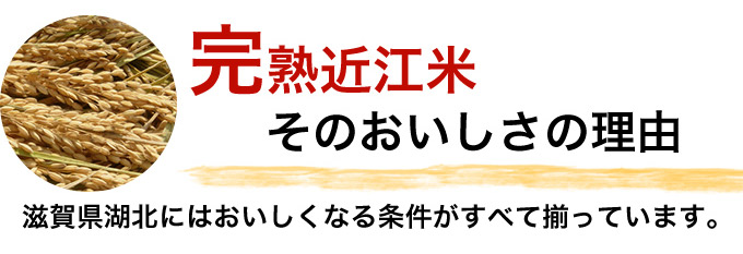 完熟近江米そのおいしさの理由